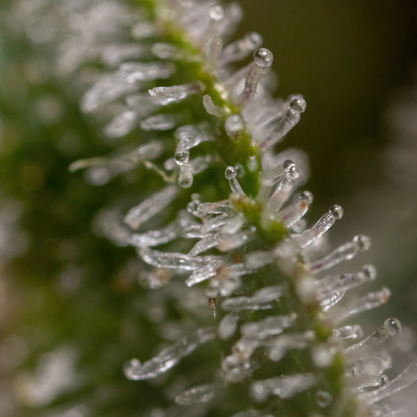 Wurlz F1 Automat (Zamnesia Seeds) feminizowane