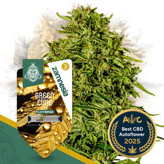 Green Cure CBD F1 Automatic (Zamnesia Seeds) feminizowane