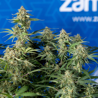 Green Cure CBD F1 Automat (Zamnesia Seeds) feminizowane