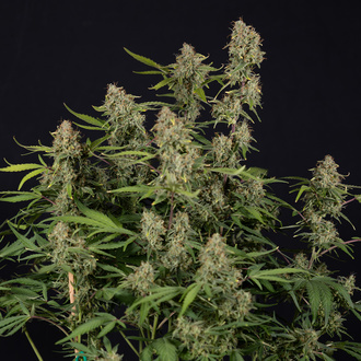Green Cure CBD F1 Automat (Zamnesia Seeds) feminizowane