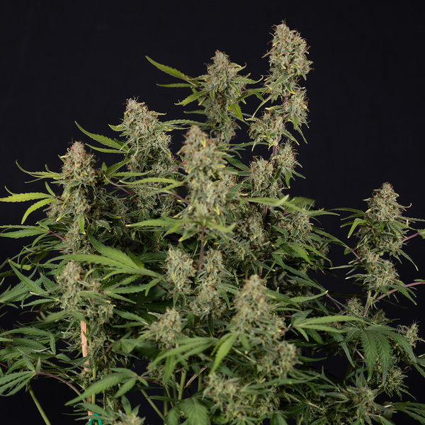 Green Cure CBD F1 Automat (Zamnesia Seeds) feminizowane