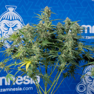 Green Cure CBD F1 Automat (Zamnesia Seeds) feminizowane
