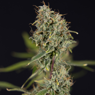 Green Cure CBD F1 Automat (Zamnesia Seeds) feminizowane