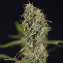 Green Cure CBD F1 Automat (Zamnesia Seeds) feminizowane