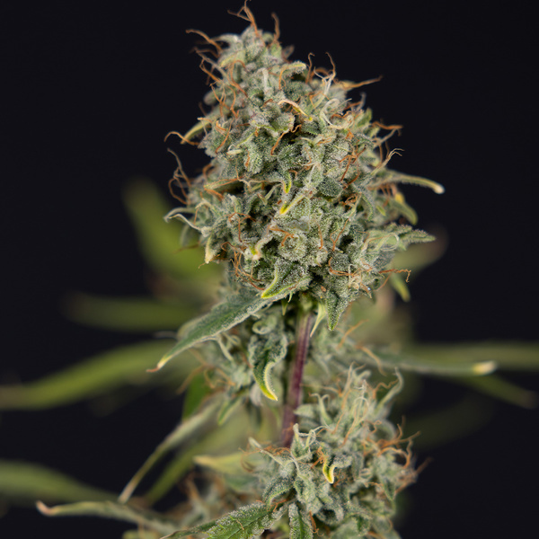 Green Cure CBD F1 Automat (Zamnesia Seeds) feminizowane