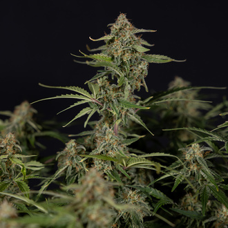 Green Cure CBD F1 Automat (Zamnesia Seeds) feminizowane