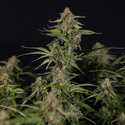 Green Cure CBD F1 Automat (Zamnesia Seeds) feminizowane