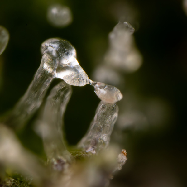 Green Cure CBD F1 Automat (Zamnesia Seeds) feminizowane