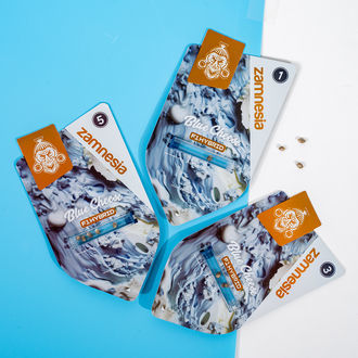 Blue Cheese F1 Automat (Zamnesia Seeds) feminizowane