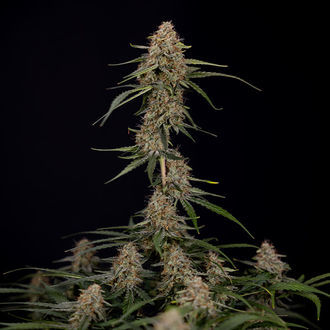 Blue Cheese F1 Automat (Zamnesia Seeds) feminizowane
