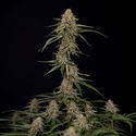 Blue Cheese F1 Automat (Zamnesia Seeds) feminizowane