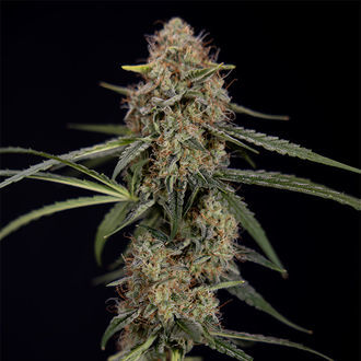 Blue Cheese F1 Automat (Zamnesia Seeds) feminizowane