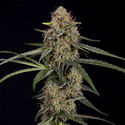 Blue Cheese F1 Automat (Zamnesia Seeds) feminizowane
