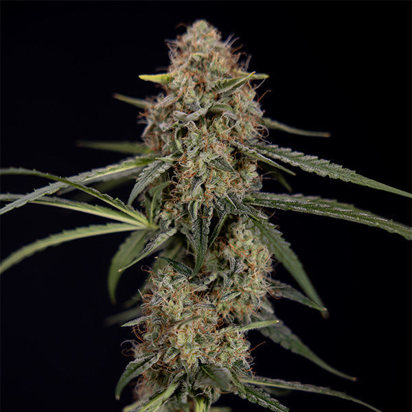Blue Cheese F1 Automat (Zamnesia Seeds) feminizowane