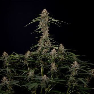 Blue Cheese F1 Automat (Zamnesia Seeds) feminizowane