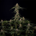 Blue Cheese F1 Automat (Zamnesia Seeds) feminizowane