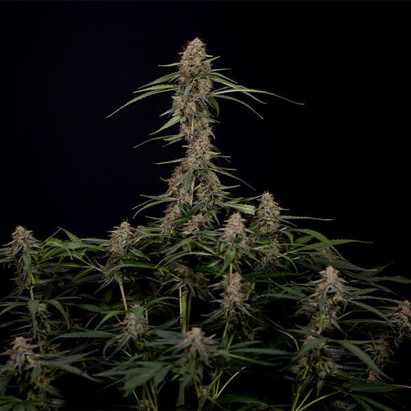 Blue Cheese F1 Automat (Zamnesia Seeds) feminizowane