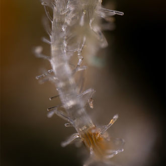 Blue Cheese F1 Automat (Zamnesia Seeds) feminizowane