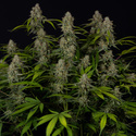 Green Crack F1 Automat (Zamnesia Seeds) feminizowane