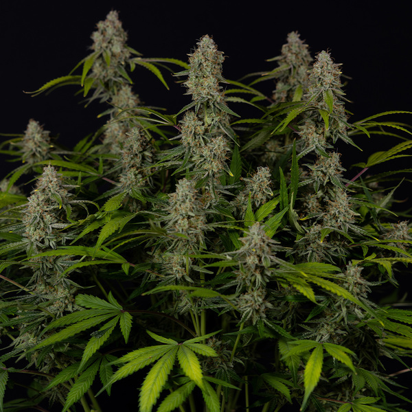 Green Crack F1 Automat (Zamnesia Seeds) feminizowane