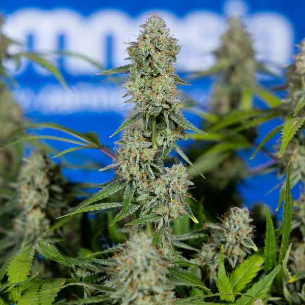 Green Crack F1 Automat (Zamnesia Seeds) feminizowane