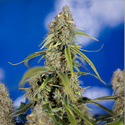 Green Crack F1 Automat (Zamnesia Seeds) feminizowane