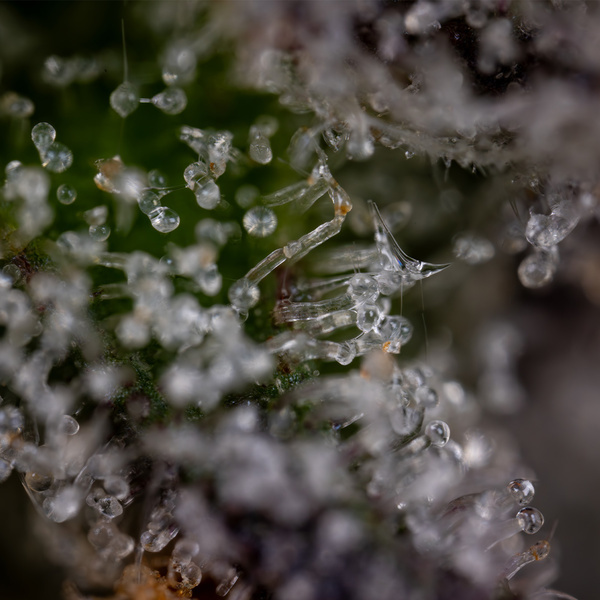 Green Crack F1 Automat (Zamnesia Seeds) feminizowane