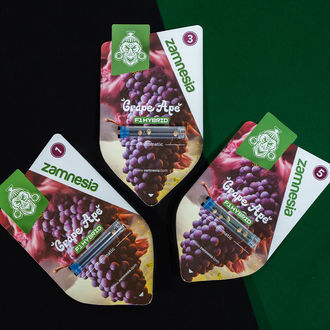 Grape Ape F1 Automat (Zamnesia Seeds) feminizowane