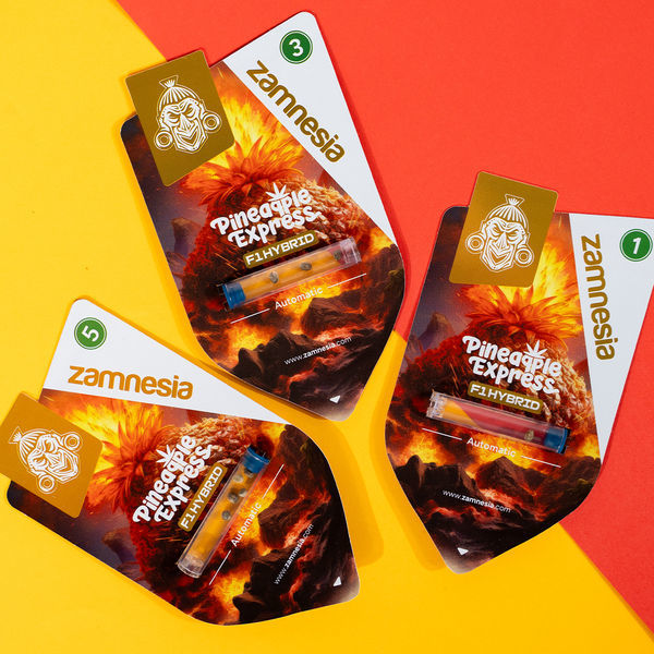 Pineapple Express F1 Automat (Zamnesia Seeds) feminizowane