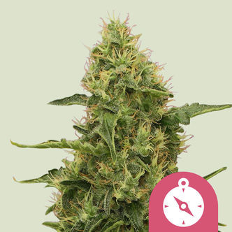 Northern Light (Royal Queen Seeds) feminizowane