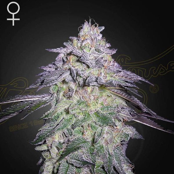 Nori Cake (Greenhouse Seeds) feminizowane