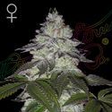 Milky Dreams (Greenhouse Seeds) nasiona marihuany feminizowane