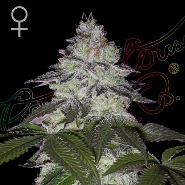 Milky Dreams (Greenhouse Seeds) nasiona marihuany feminizowane