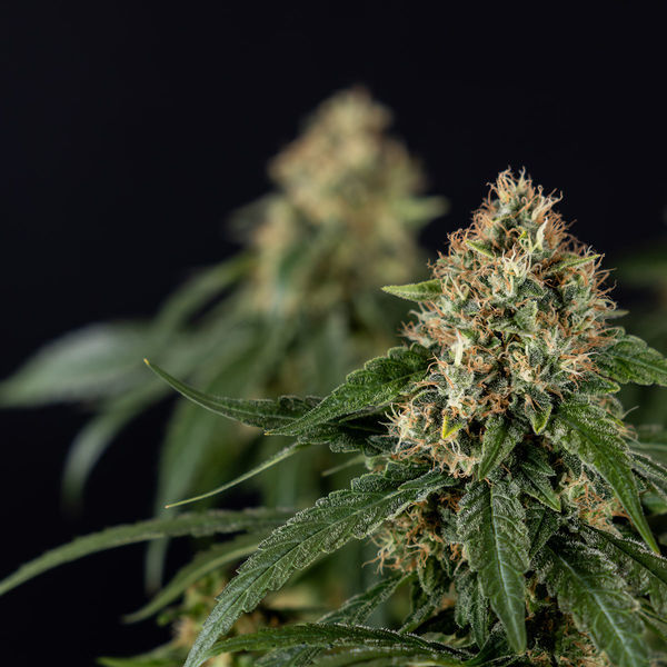 Cosmic Noodles (Zamnesia Seeds) feminizowane