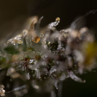 Cosmic Noodles (Zamnesia Seeds) feminizowane