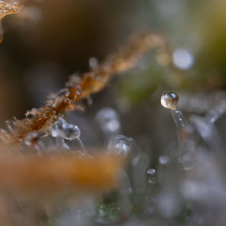 Cosmic Noodles (Zamnesia Seeds) feminizowane