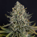 Karen Kush (Zamnesia Seeds) feminizowane