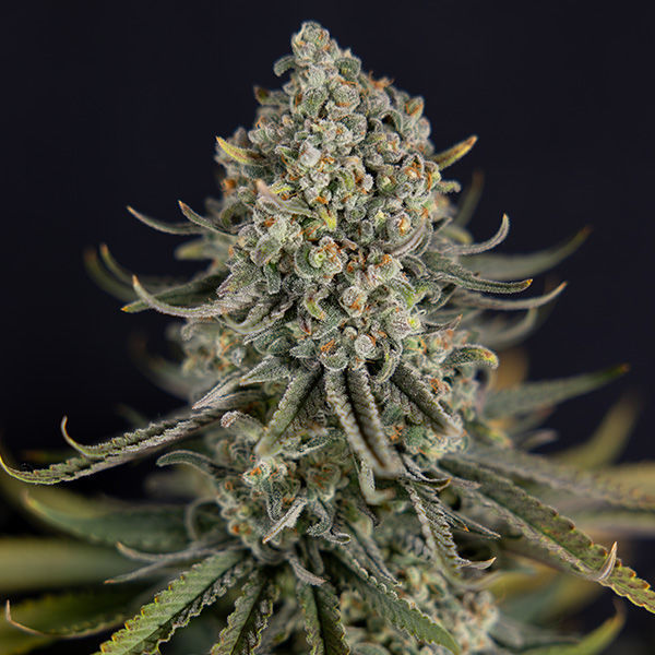Karen Kush (Zamnesia Seeds) feminizowane