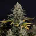 Karen Kush (Zamnesia Seeds) feminizowane