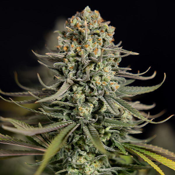 Karen Kush (Zamnesia Seeds) feminizowane