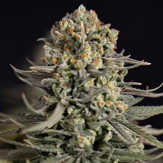 Karen Kush (Zamnesia Seeds) feminizowane