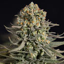 Karen Kush (Zamnesia Seeds) feminizowane