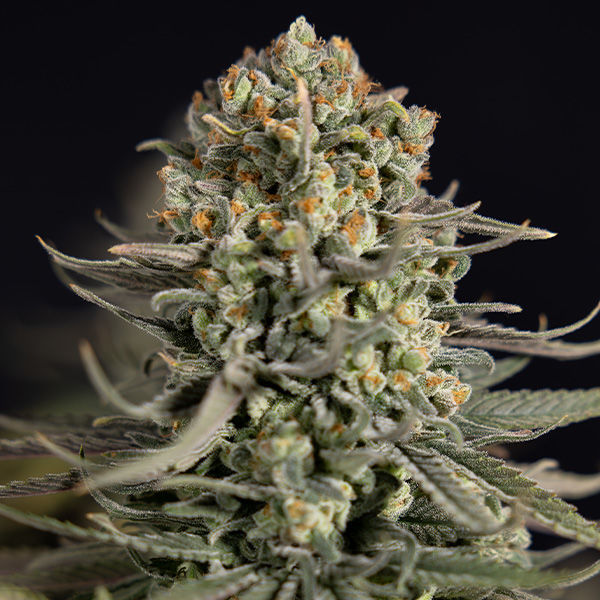 Karen Kush (Zamnesia Seeds) feminizowane