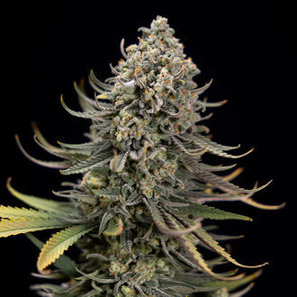 Karen Kush (Zamnesia Seeds) feminizowane
