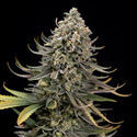 Karen Kush (Zamnesia Seeds) feminizowane