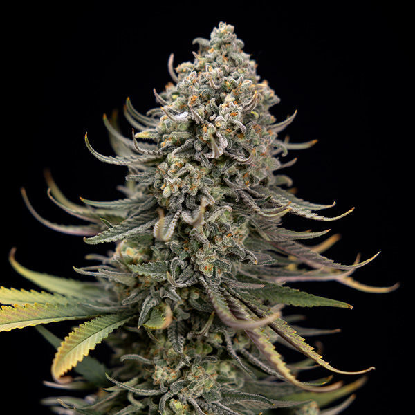 Karen Kush (Zamnesia Seeds) feminizowane