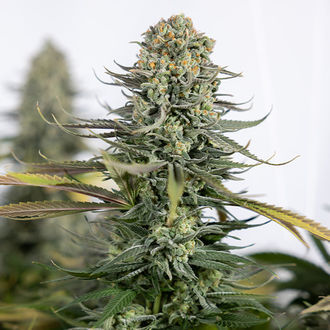 Karen Kush (Zamnesia Seeds) feminizowane