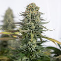Karen Kush (Zamnesia Seeds) feminizowane