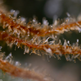 Karen Kush (Zamnesia Seeds) feminizowane