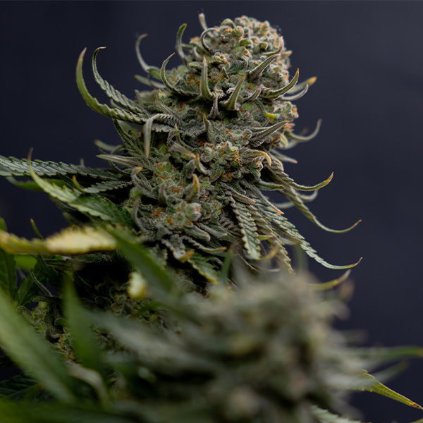 Karen Kush (Zamnesia Seeds) feminizowane